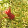 Cryptocereus_anthonyanus